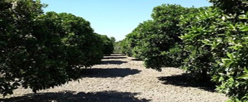 Turunçgil Unlu Bit Zararlısı ile Mücadele Başladı