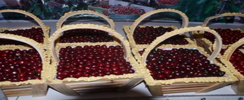 Amasya`nın Kirazları Yarıştı