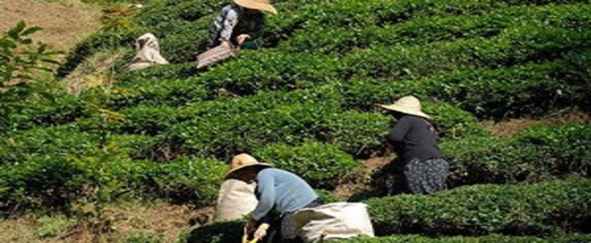 ÇAYKUR, 229 Bin Ton Çay Aldı