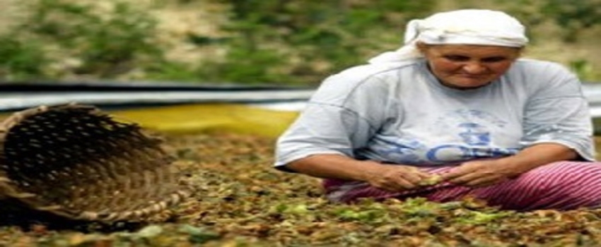 Fındığa Verilen Emek Sömürüldü