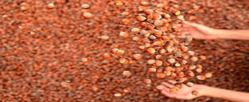 Fındık İhracatı 201,5 Bin Tona Ulaştı