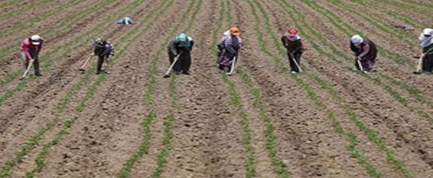 Günlüğü 20 Lira İle 50 Lira Arasında