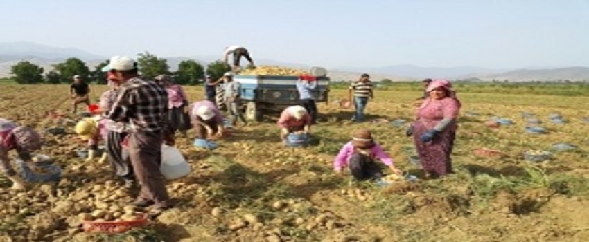 Hem Farelerle, Hemde Sıcak Havayla Mücadele Ediyorlar
