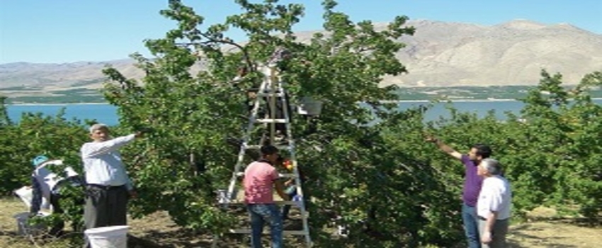 Malatya`da Kayısı Hasadı Başladı