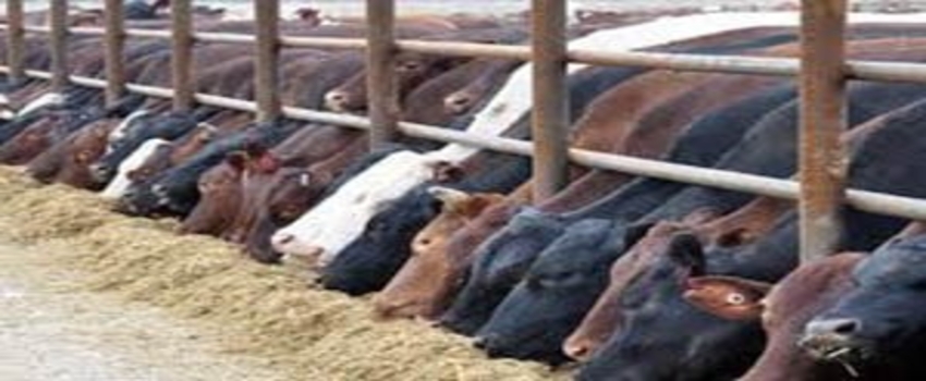 Kırşehir`de Karantina Uygulaması Kaldırılıyor