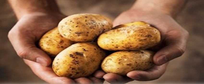 Konya Patates Üretiminde İkinci Sırada