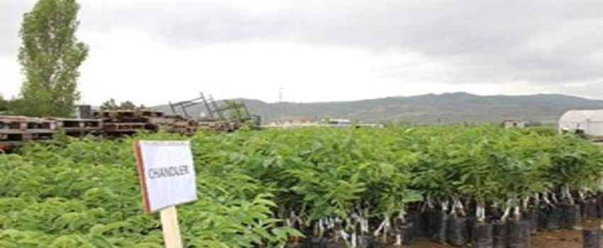 Sivas`ta Çiftçilere Ceviz Fidanı Dağıtıldı
