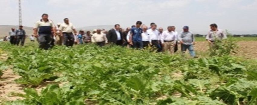 Yağışlar Pancar Çiftçisinin Yüzünü Güldürdü