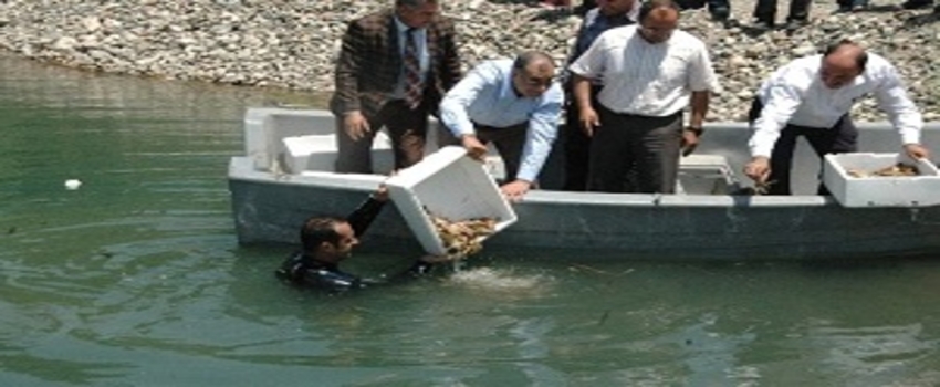 Türkiye`de Bir İlk, Fırat Nehri`ne Kerevit Bırakıldı