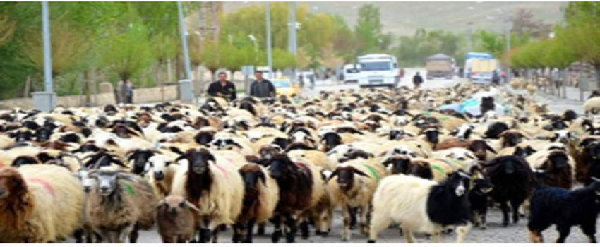 Türkiye`nin Tek Canlı Hayvan Fuarı Aydın`da