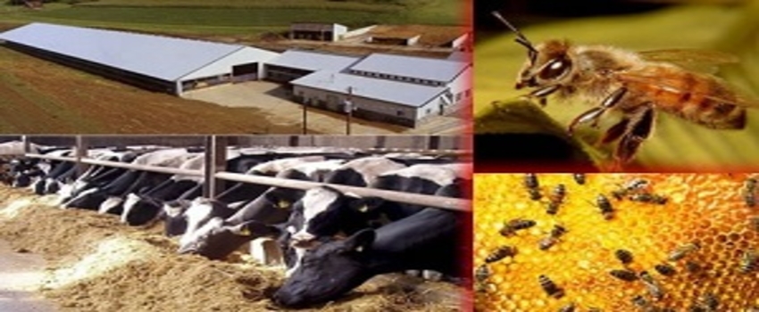Arı ve Besi Destekleme Başvuruları Başladı