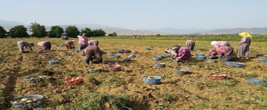 Emekçi Kadınlar 40 Derece Sıcağın Altında Çalışıyor