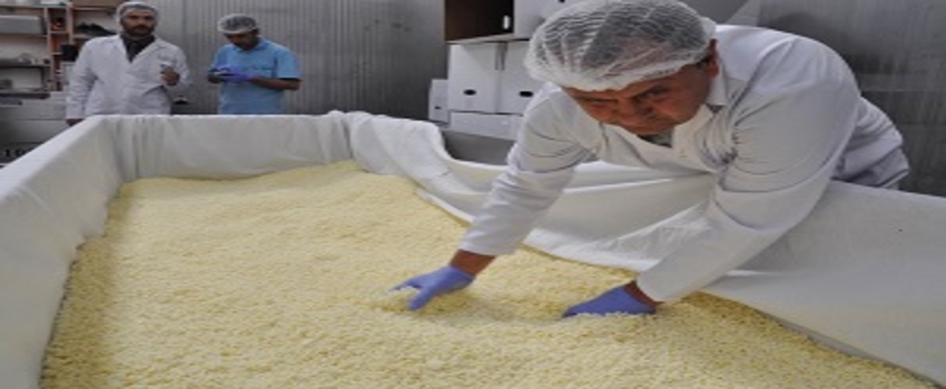 İtalyanlara Taş Çıkartacak Sivas Mozzarella`sı Dünyaya Açıldı