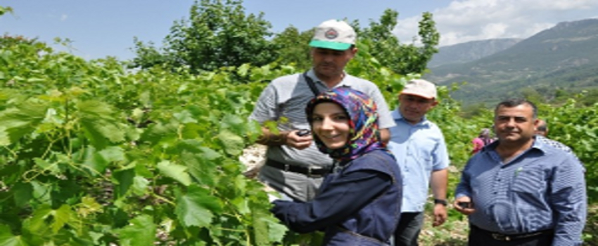 Muz Üreticilerine Nematod Eğitimi