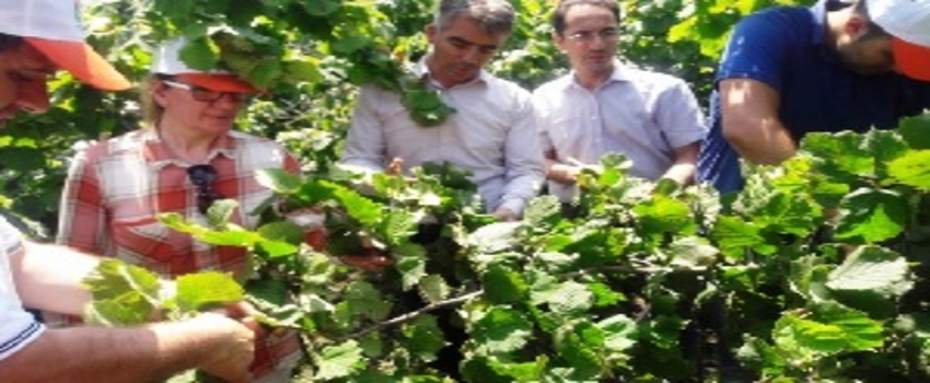 Samsun`da Fındık Ciddi Düşüş Yaşıyor
