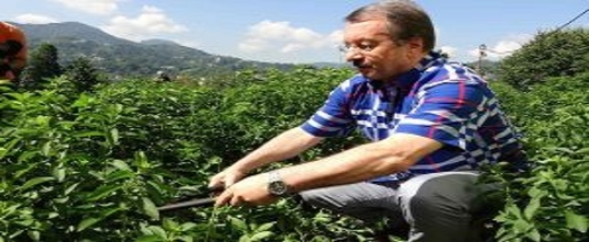 Doğu Karadeniz`de Yeni Bir Tarım Ürünü: `Rize Şekeri`