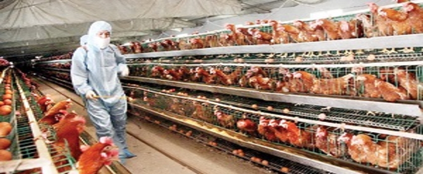 Ucuzlamayan Kırmızı Et Beyaza Mecbur Bırakıyor