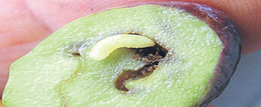 Zeytin Sineğiyle Mücadele Uyarısı