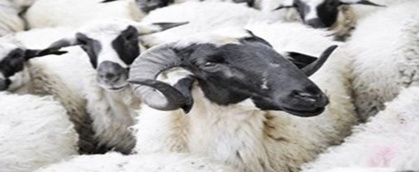 Koyun ve Keçilerde Verimliliği Artırma Projesi