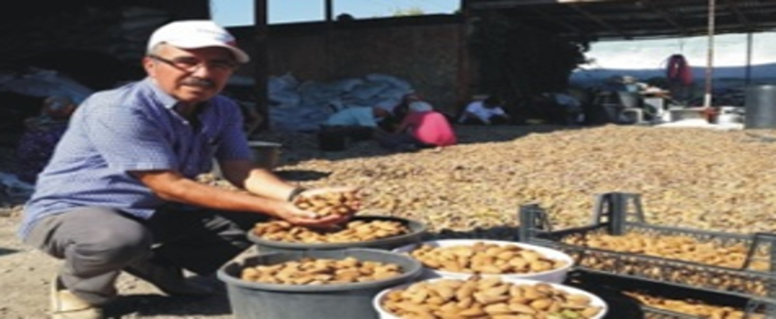 `Badem` Zamanı