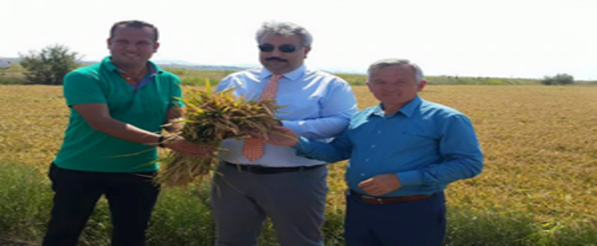 Çeltikte İlk Hasat