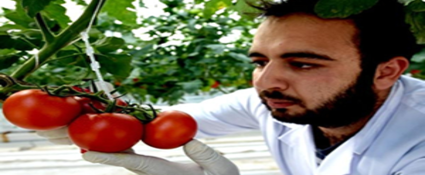 Türkiye`de İlk Kez Jeotermal Enerjiyle Seracılık Yapılıyor