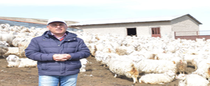 Ankara Keçisi Yetiştiricisine Önemli Uyarı