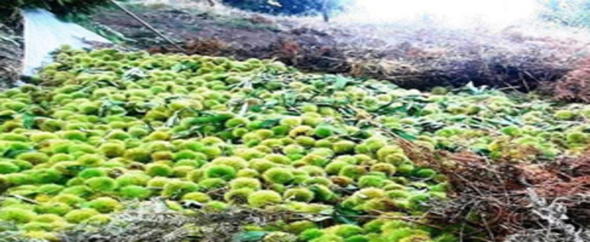 İtalya`ya Kestane Ödemiş`ten Gitti