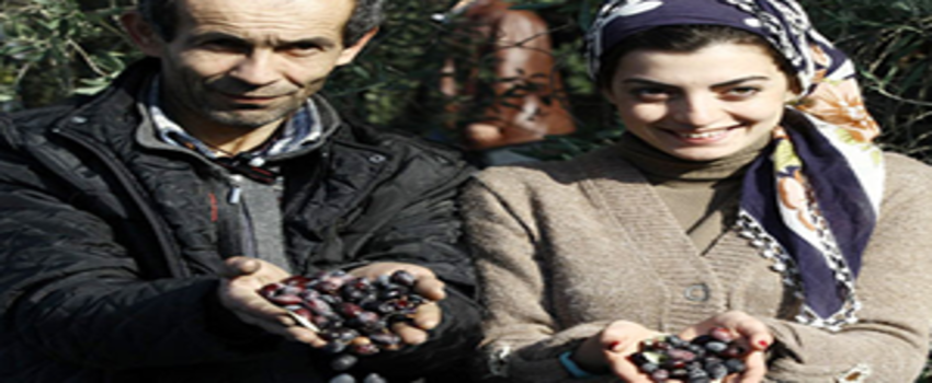 Dünya Zeytin Günü`ne Prim Desteği Damgasını Vurdu