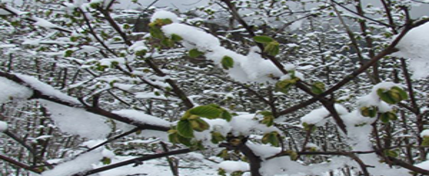 Meteorolojiden Zirai Don ve Sağanak Uyarısı