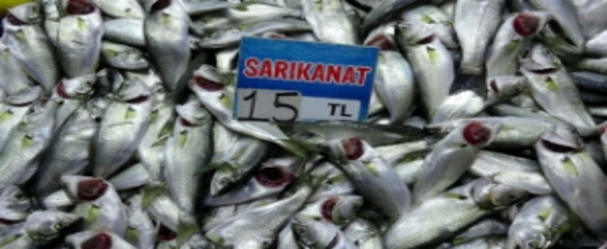 Kilosu 15 Liraya Düştü