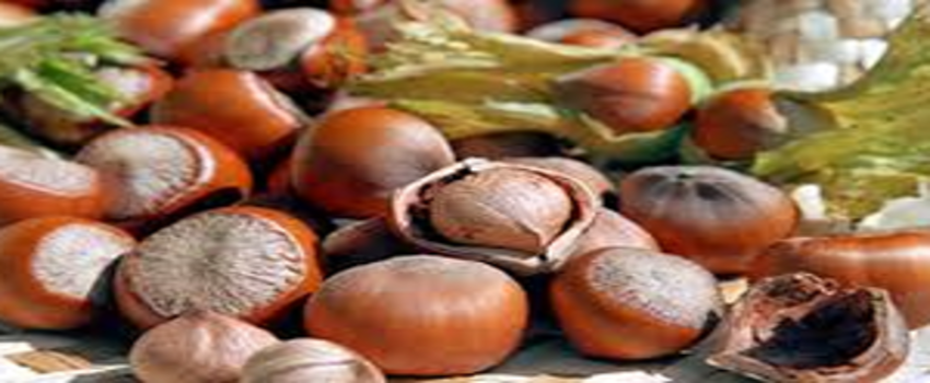 Rekabet Kurulu, Fındık Karar ve Tespitlerini Açıkladı