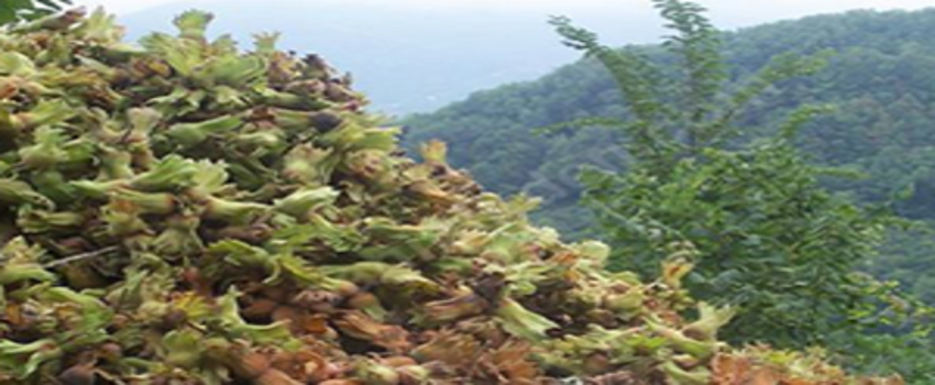 Giresun`da Fındık Üretiminde İyi Tarım Uygulamaları