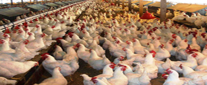 Kuş Gribi Türkiye`ye Yaradı