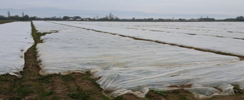 Patates Üreticisinin Soğuk Tedirginliği