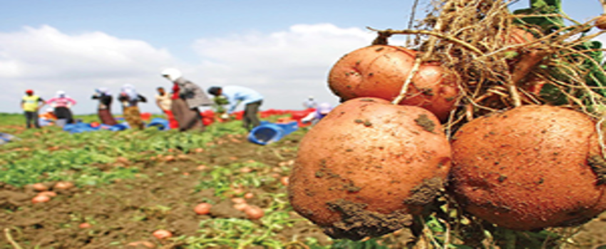 Patates ve Soğan`a Destek Fiyatları Düşürür