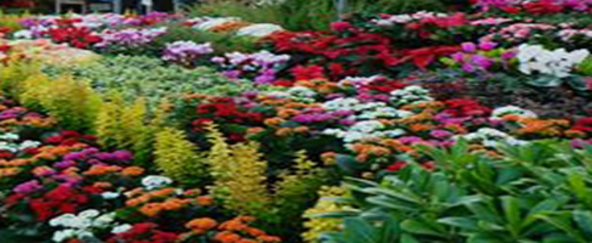 En Çok Karanfil, Gerbera ve Gül Üretildi