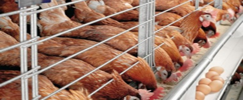Tavuklar Antibiyotikten Arınıp Özgürleşebilecek Mi?