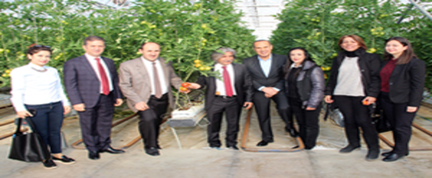 Adana`da İlk Topraksız Domates Hasadı