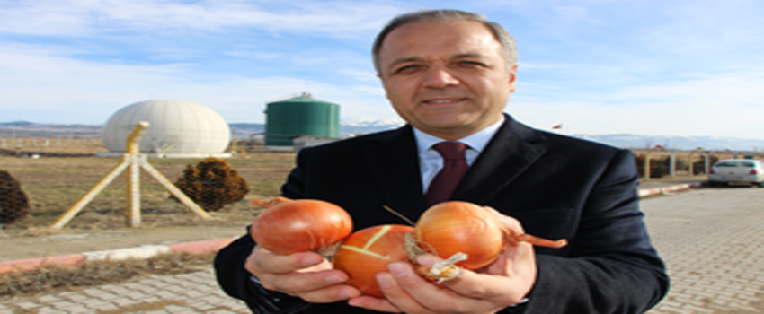 Çürüyen `Kırmızı Altın` Elektriğe Dönüşecek
