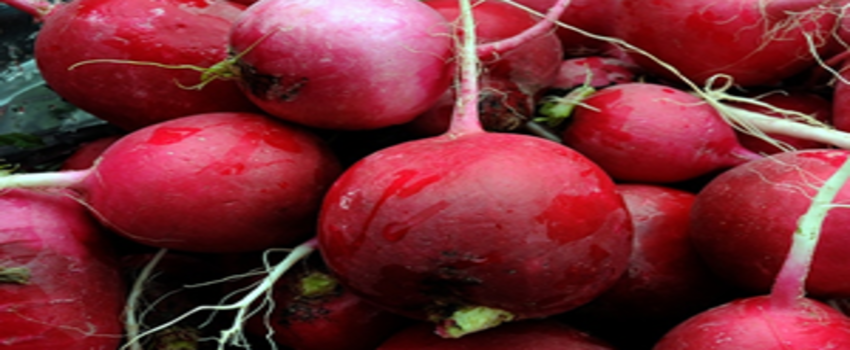 Tarım İşçisinin Ekmek Kapısı: Turp