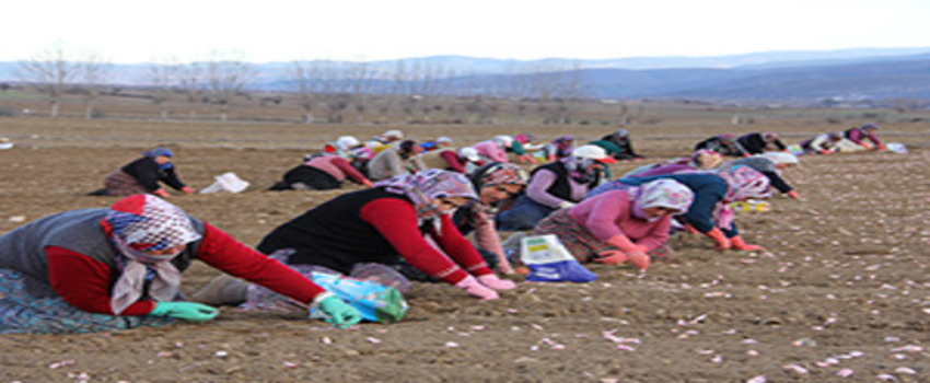 Tarlalarda `Beyaz Altın` Ekimi Başladı
