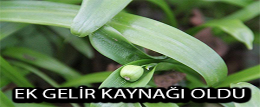 Fındık Üreticilerine İlave Gelir