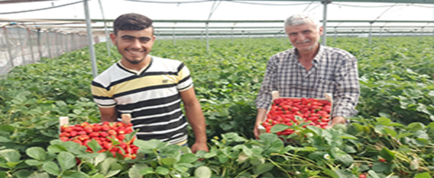 Çilek Üretimi Yarıya Düştü