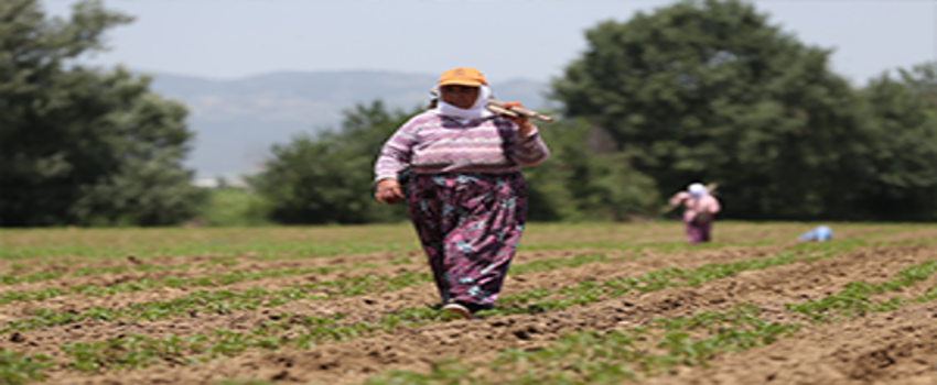 Tarım`dan 5 Milyonluk İstihdam