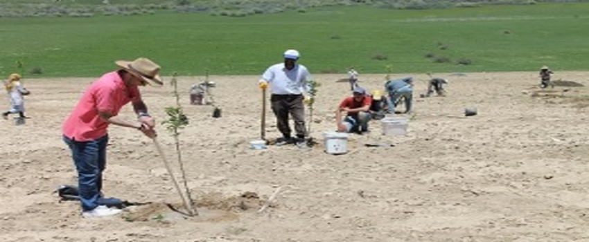 Meyveciliği Geliştirme ve Yayma Projesi