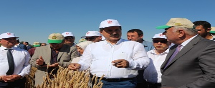 Buğday Taban Fiyatları Belli Oldu