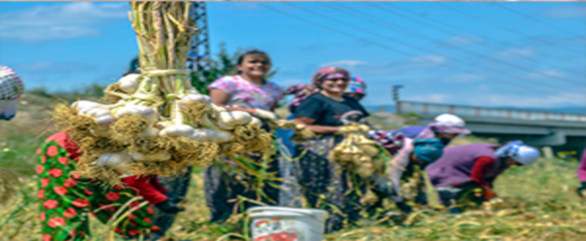 Taşköprü Sarımsağının Hasadı Başladı
