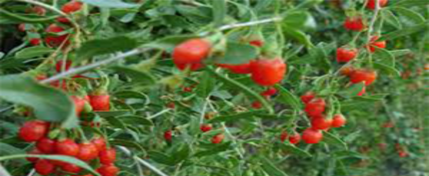 Makalesinden Etkilendi  Temmuz İsimli Organik Goji Berry Yetiştiriyor