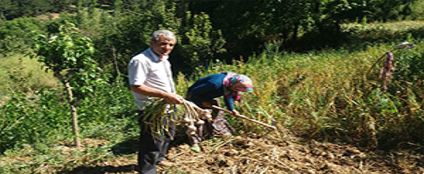 Sarımsak Hasadı Başladı